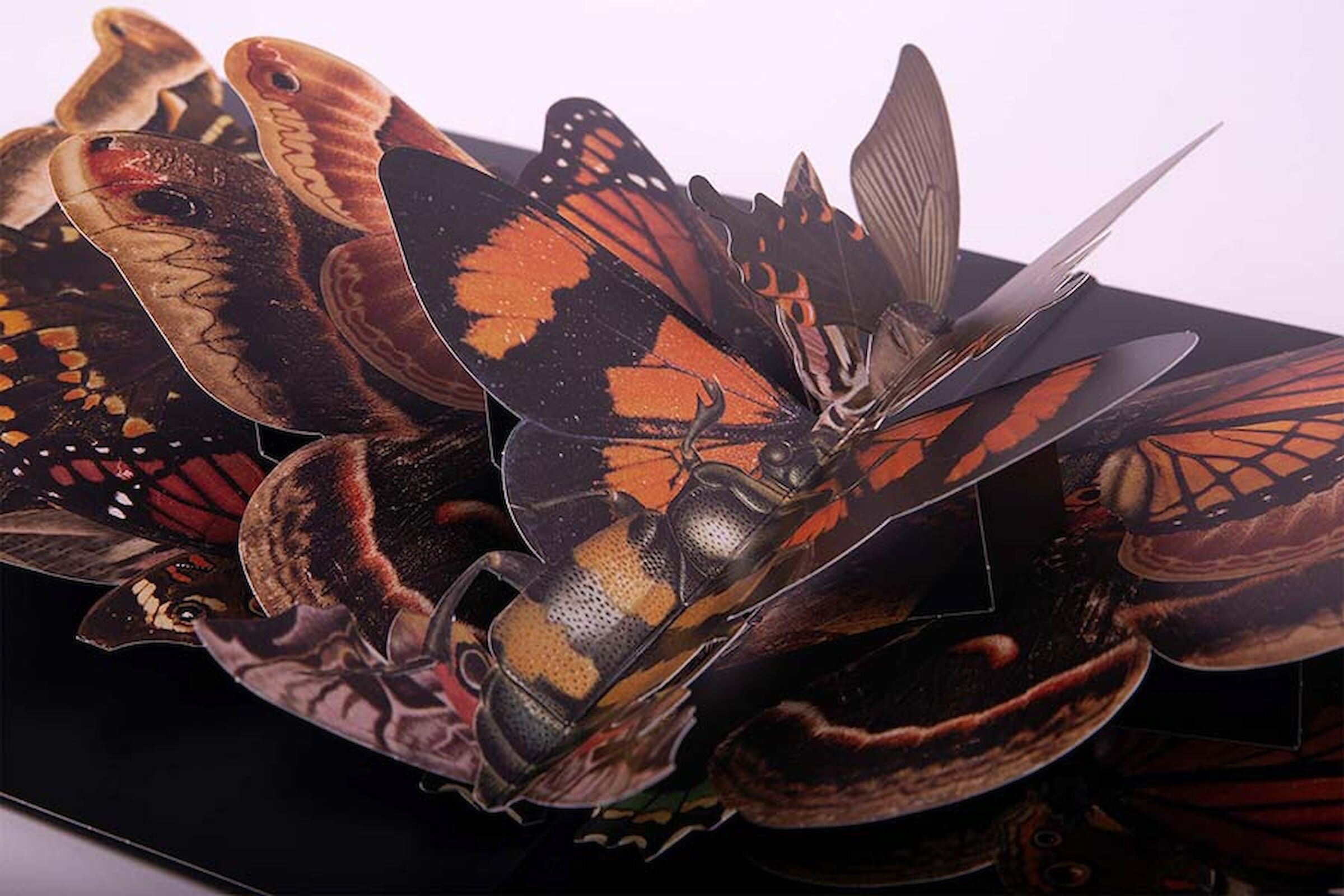 A close-up of the popup butterflies from Courteeners ‘More, Again, Forever’ gatefold sleeve.