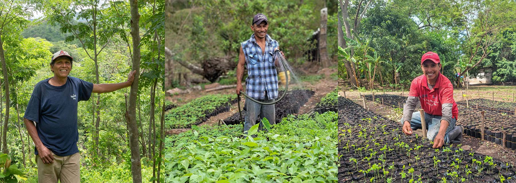 Communitree workers looking after seedlings